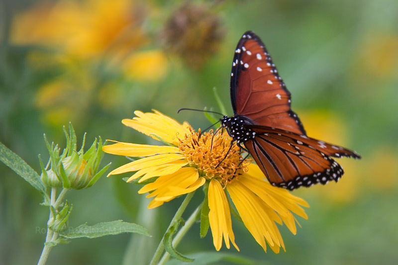 Monarch Butterfly in Texas