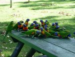 Parrots on a picnic table.