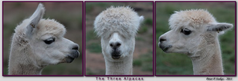 Funny alpacas posing.