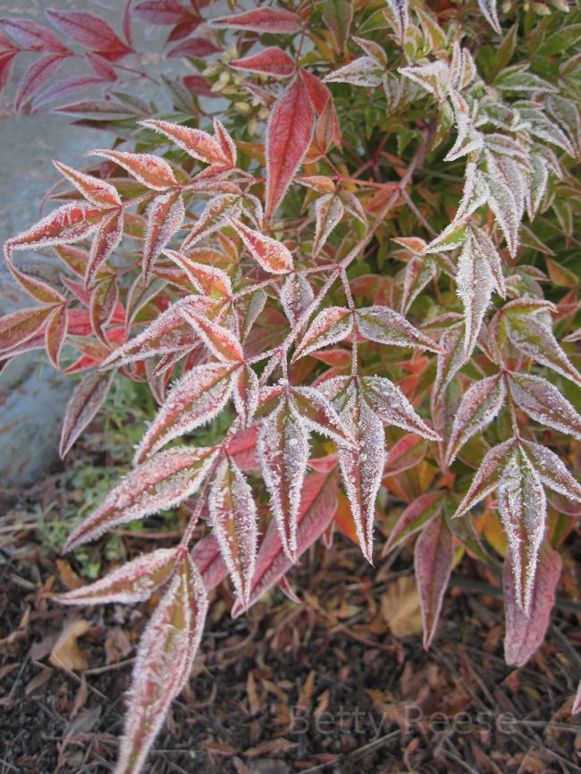 Frost on the leaves of Heavenly Bamboo