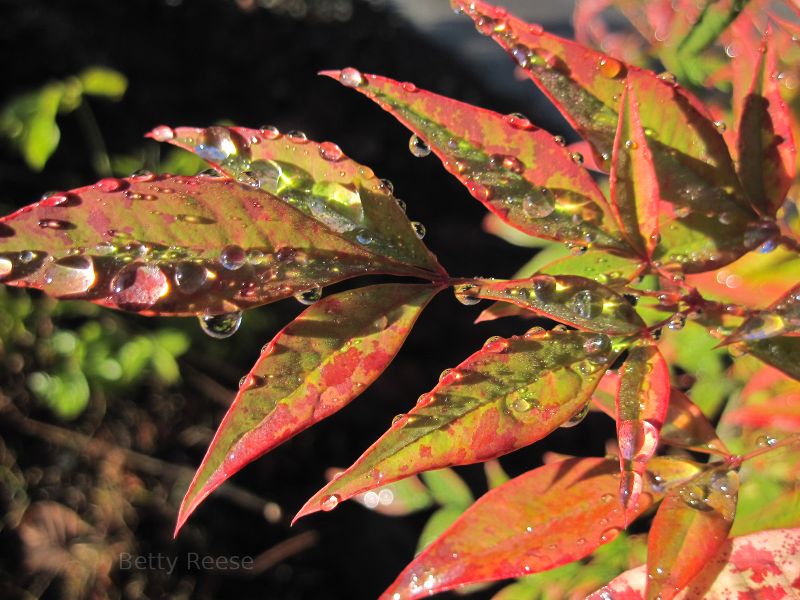 Raindrops glistening in the sun