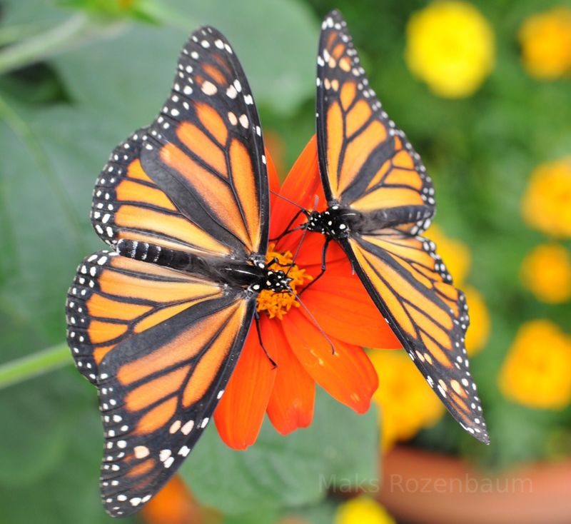 Orange butterflies on an orange flower