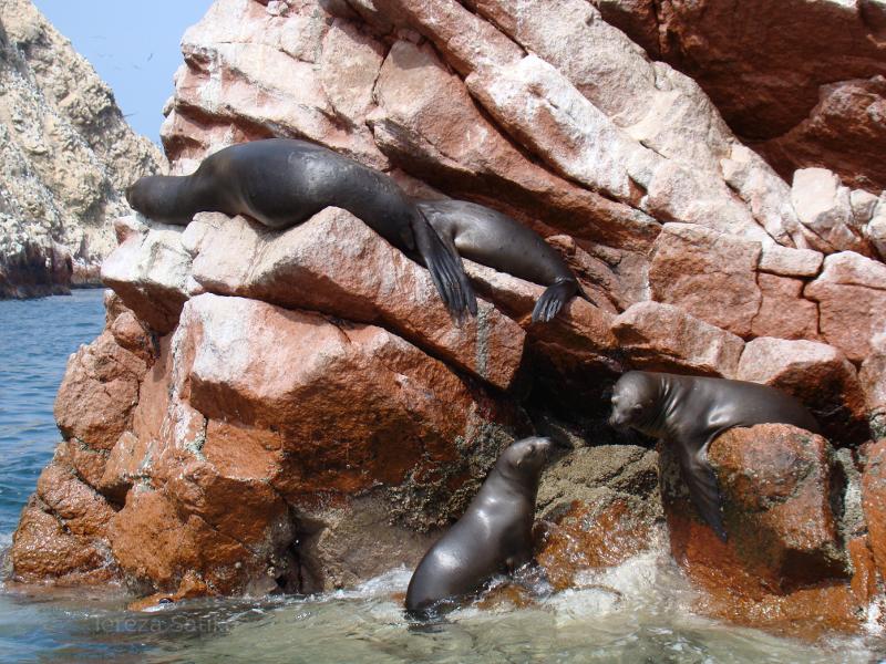 sea lions in Peru
