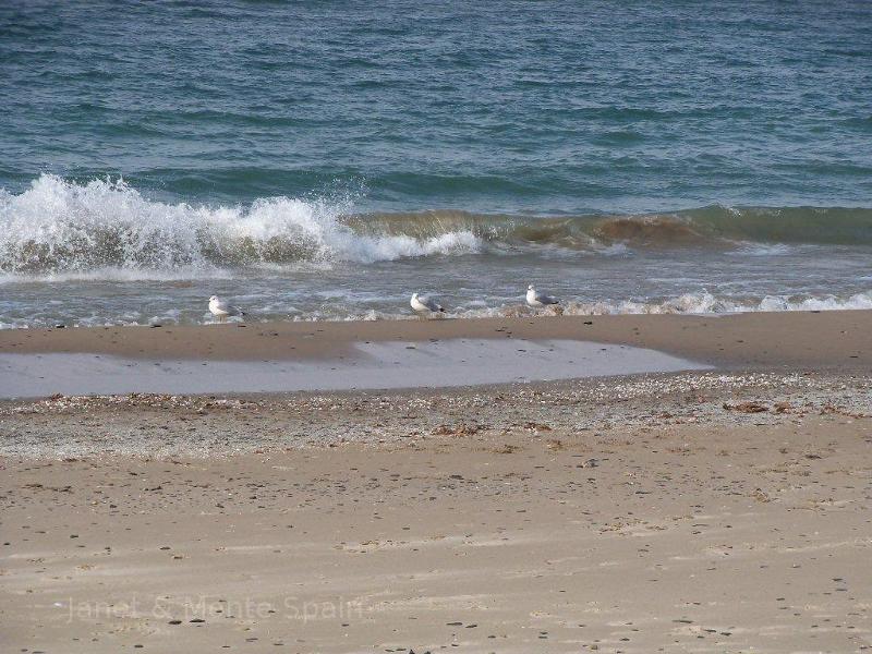 Seagulls on Lake Erie.