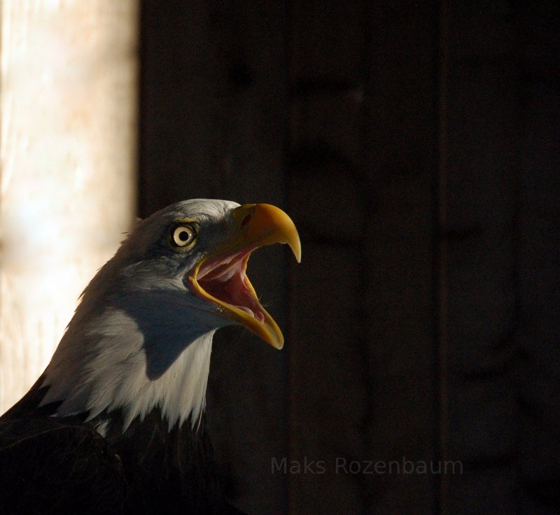 Bald Eagle.