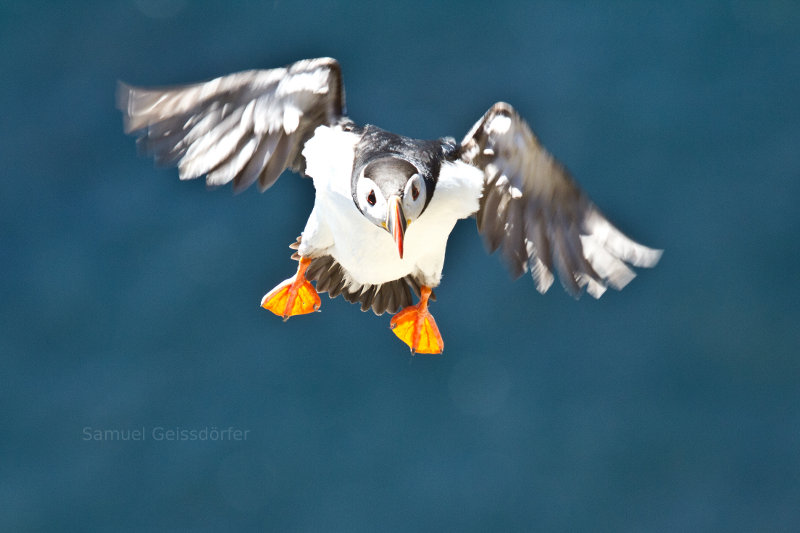 Puffin in Iceland.