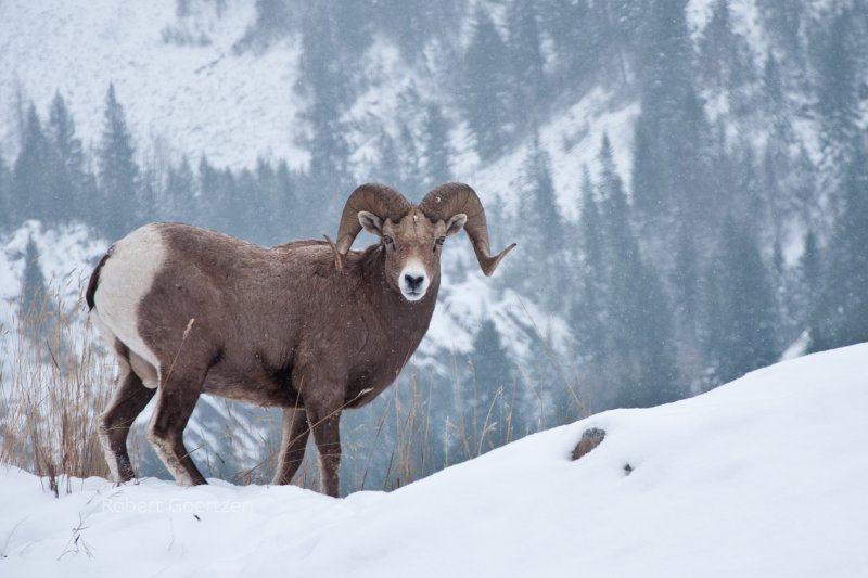 Big Horn Sheep.  Ram.  Rocky Mountains, Montana.