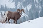 Big Horn Sheep.  Ram.  Rocky Mountains, Montana.