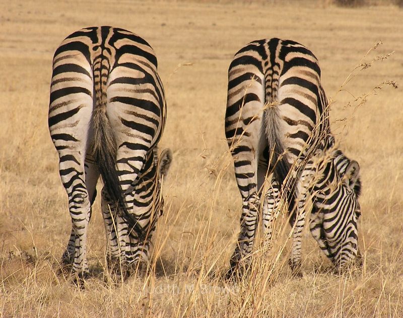 Zebras in South Africa