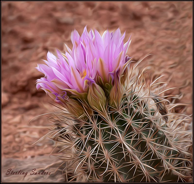 Flowering Cactus in Arches National Park.