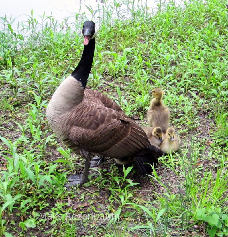 Canadian Goose and gosling