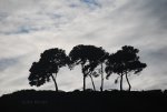 Tree silhouette in Brazil.