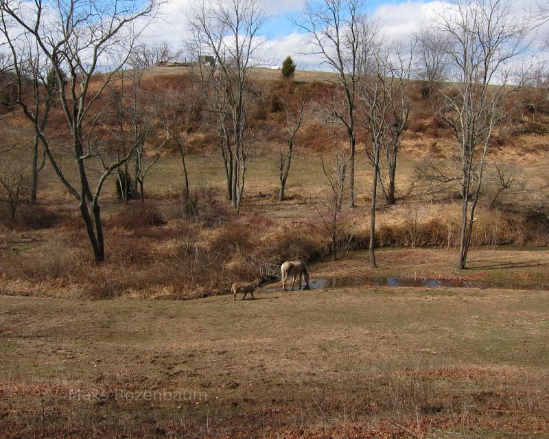 Horse, mini horse, Pennslyvania.