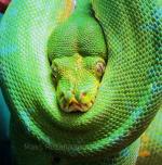 Green Tree Python snake