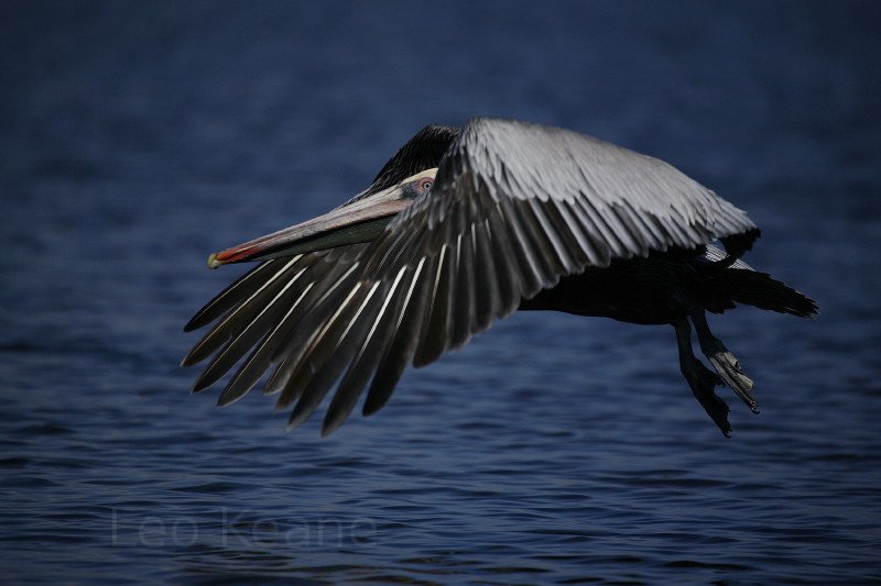 Pelican