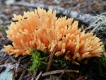 Fungus in Ross CREEK CEDARS