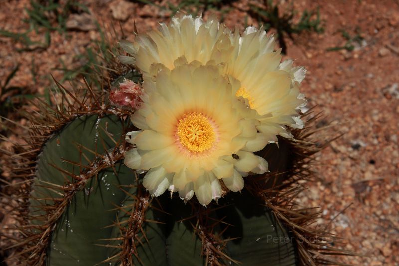 A cactus that is flowering.
