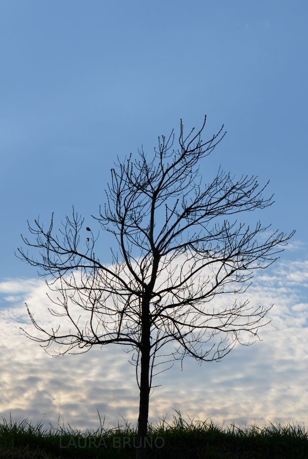 Tree in Brazil