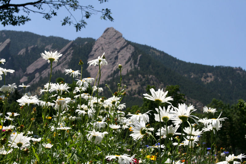 Boulder flatirons and wildflowers.