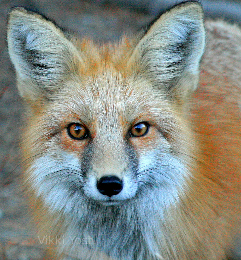 Fox in Colorado