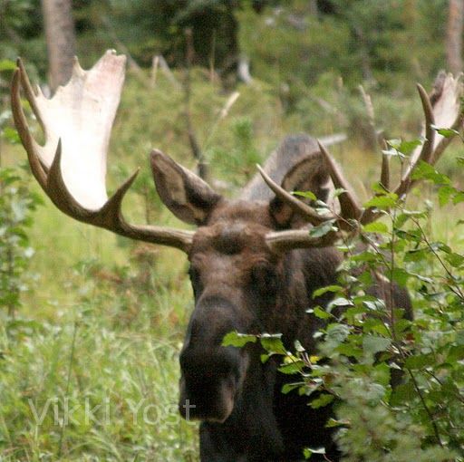 Moose in Rocky Mountain National Park, Estes Park, CO.