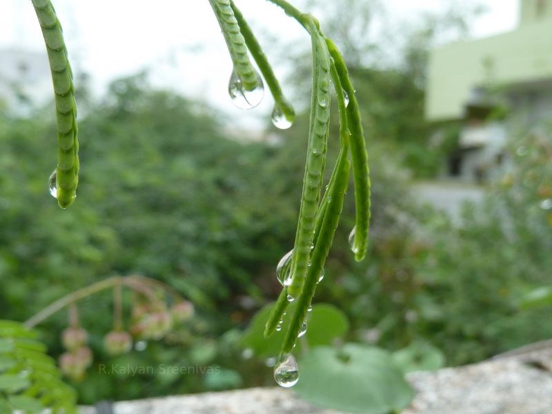 Drops of water.