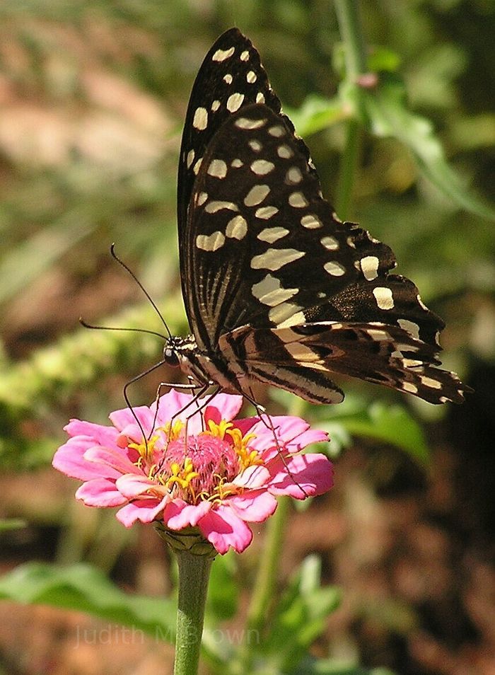 Butterfly in South Africa