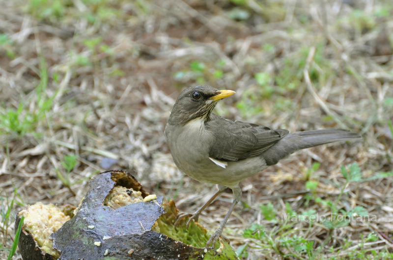 Bird in Brazil