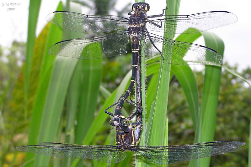 Dragonflies in Mena Creek, Far North Queensland