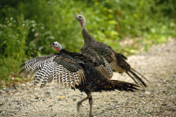 Wild Turkey.  Maine