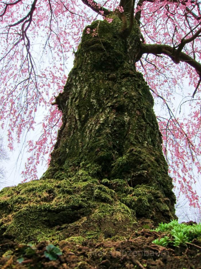 Cherry tree