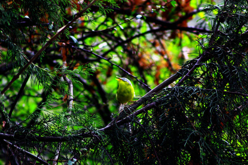 Bird singing in Kilbury Forest, India
