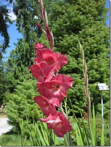 Gladiolus in Canada.  British Columbia.