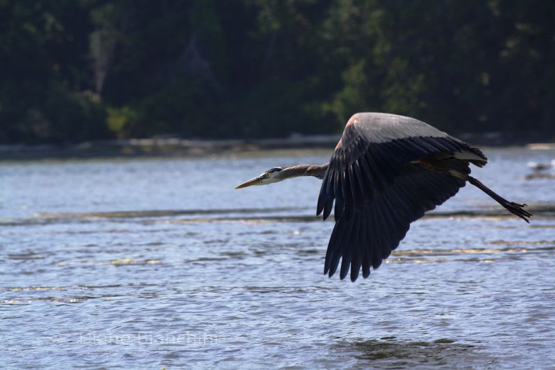 Great Blue Heron in Esquimalt Lagoon, Victoria BC Canada.