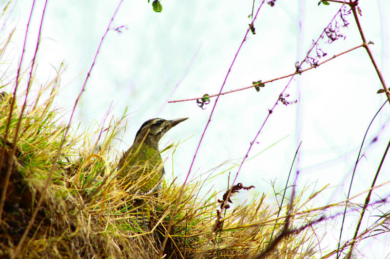 Woodpecker in India