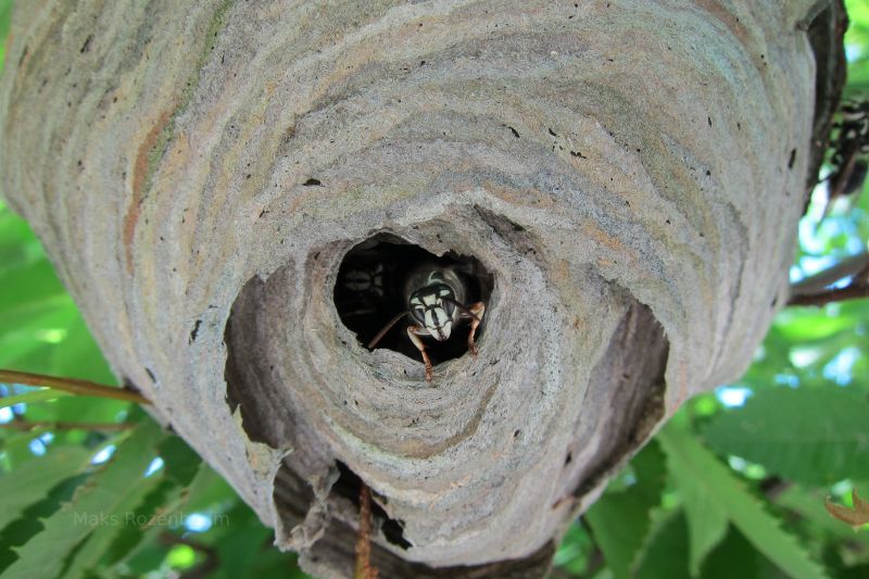 Wasp nest!