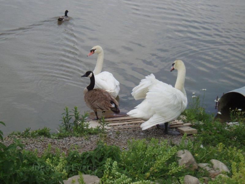 Canadian Geese and Swans