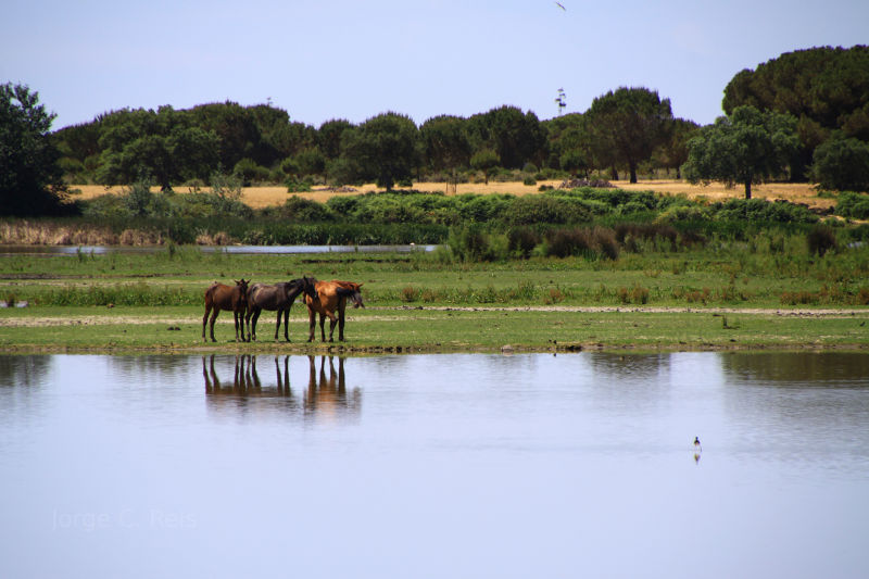 Horses in Spain