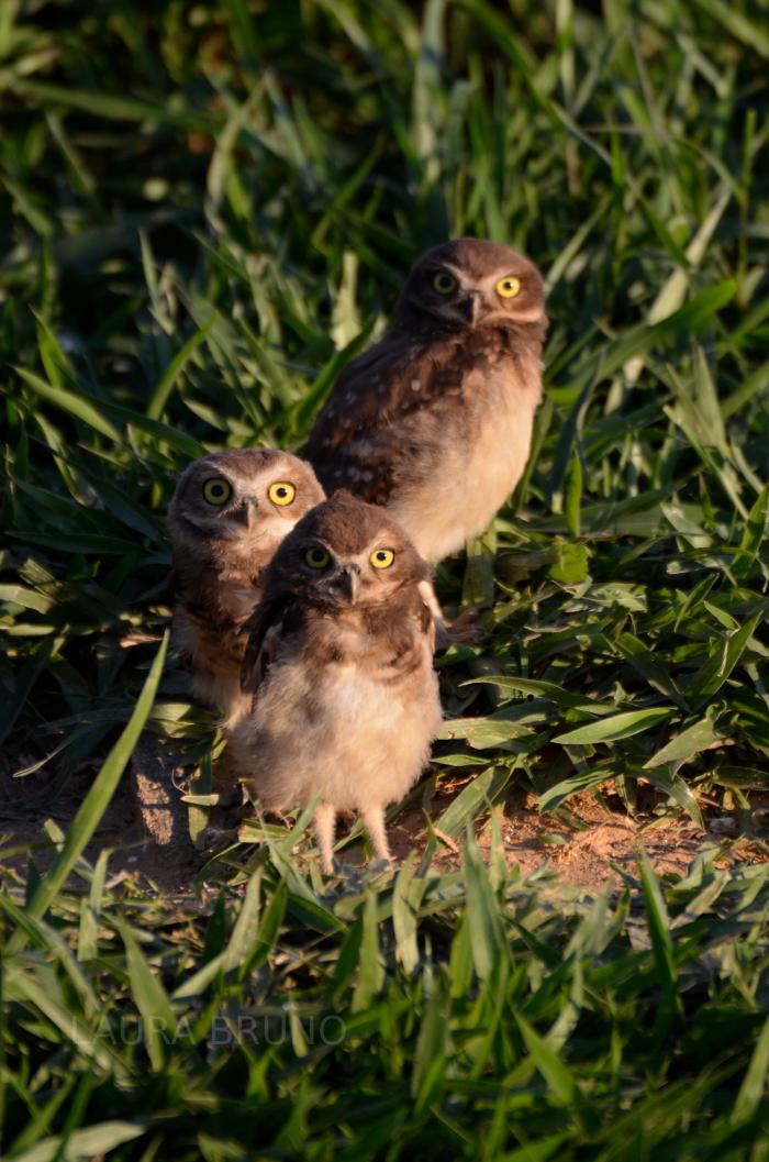 Owls in Brazil