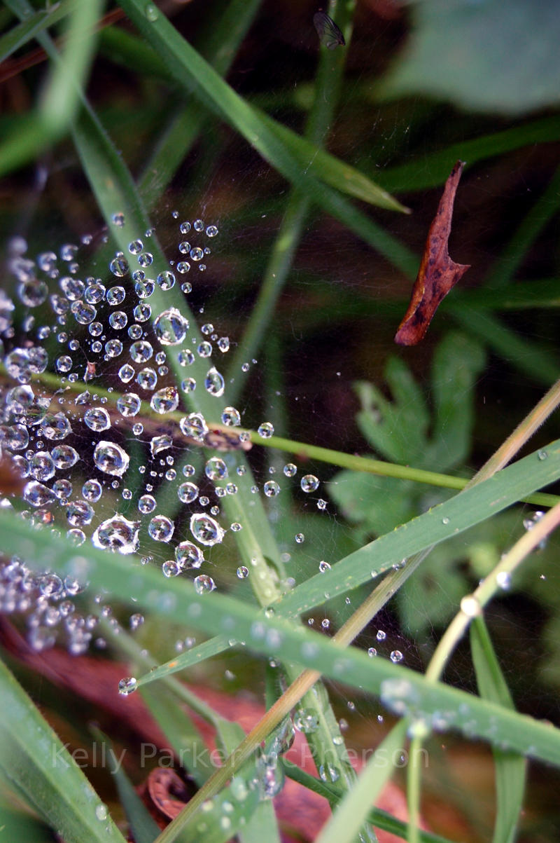 English dew on a spider web