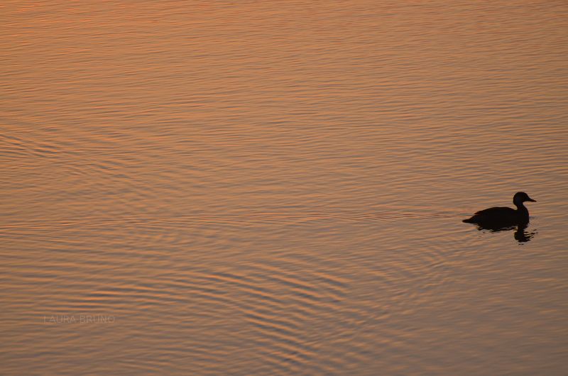 Duck on the water at sunset