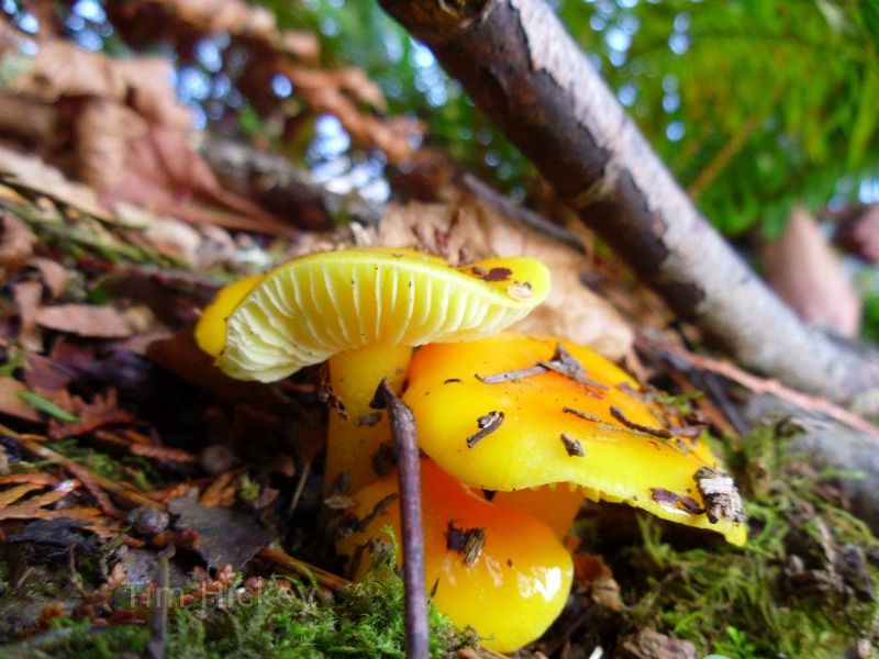 mushrooms in Olympia