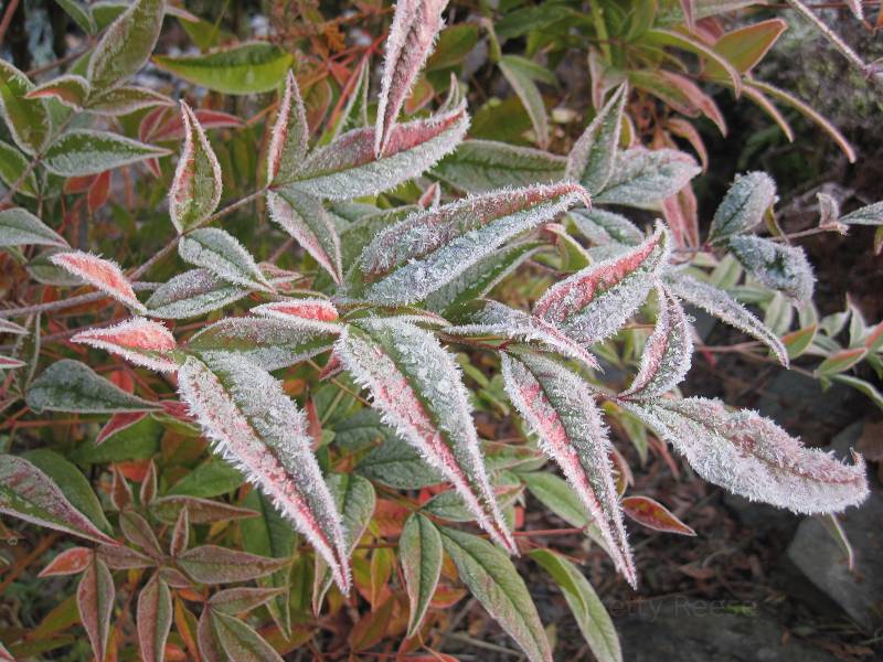 Frost covered bamboo leaves