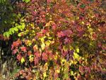Beautiful fall leaves in Canada