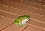 Frog in Australia