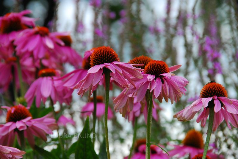 gorgeous pink flowers!