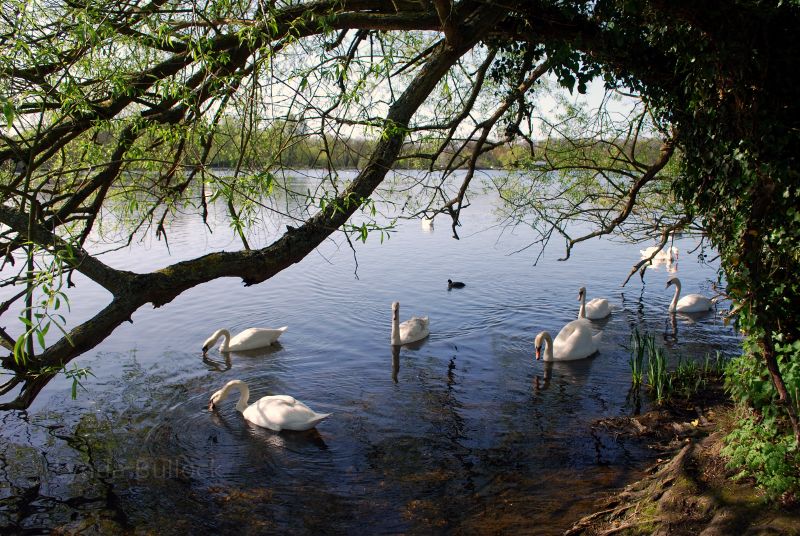 Swans in Hertfordshire, England