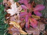 fall colors in British Columbia