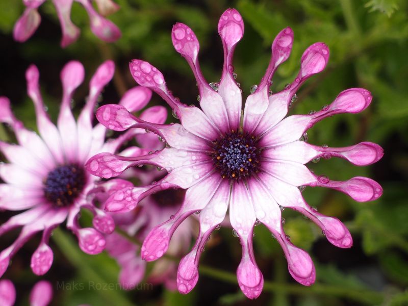 Scottish flowers in Scotland