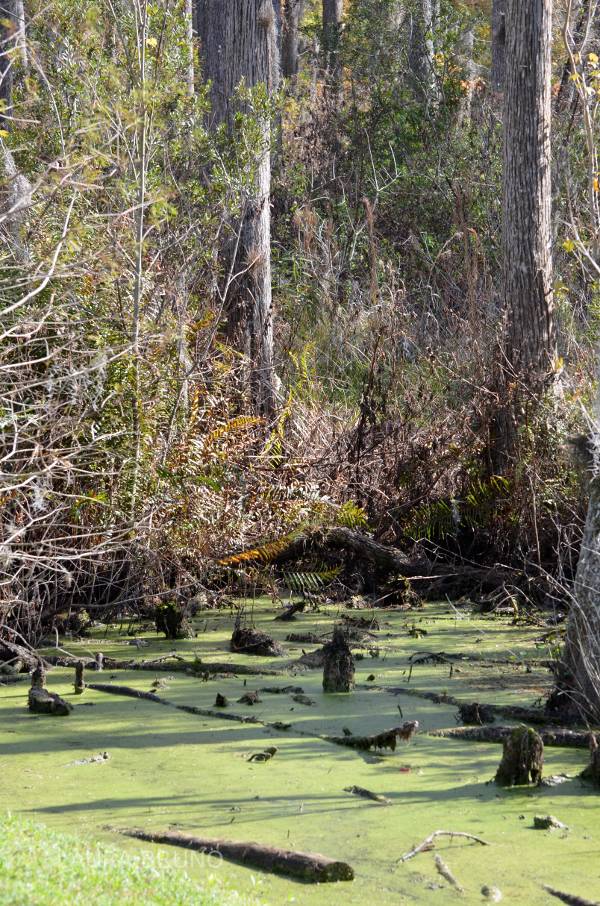 Swamp